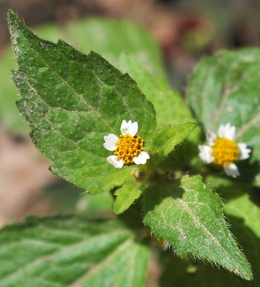 Image of Galinsoga quadriradiata specimen.