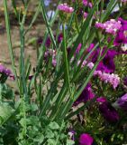 Limonium sinuatum