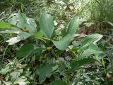 Polygonatum odoratum. Верхушки плодоносящих растений с незрелыми плодами. Свердловская обл., г. Екатеринбург, окр. пос. Шабровский, берёзовый лес. 20.08.2018.