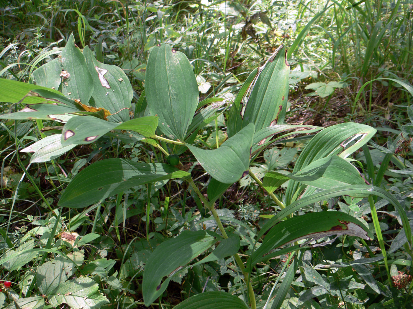 Изображение особи Polygonatum odoratum.