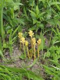 Orobanche flava
