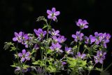 Geranium sylvaticum