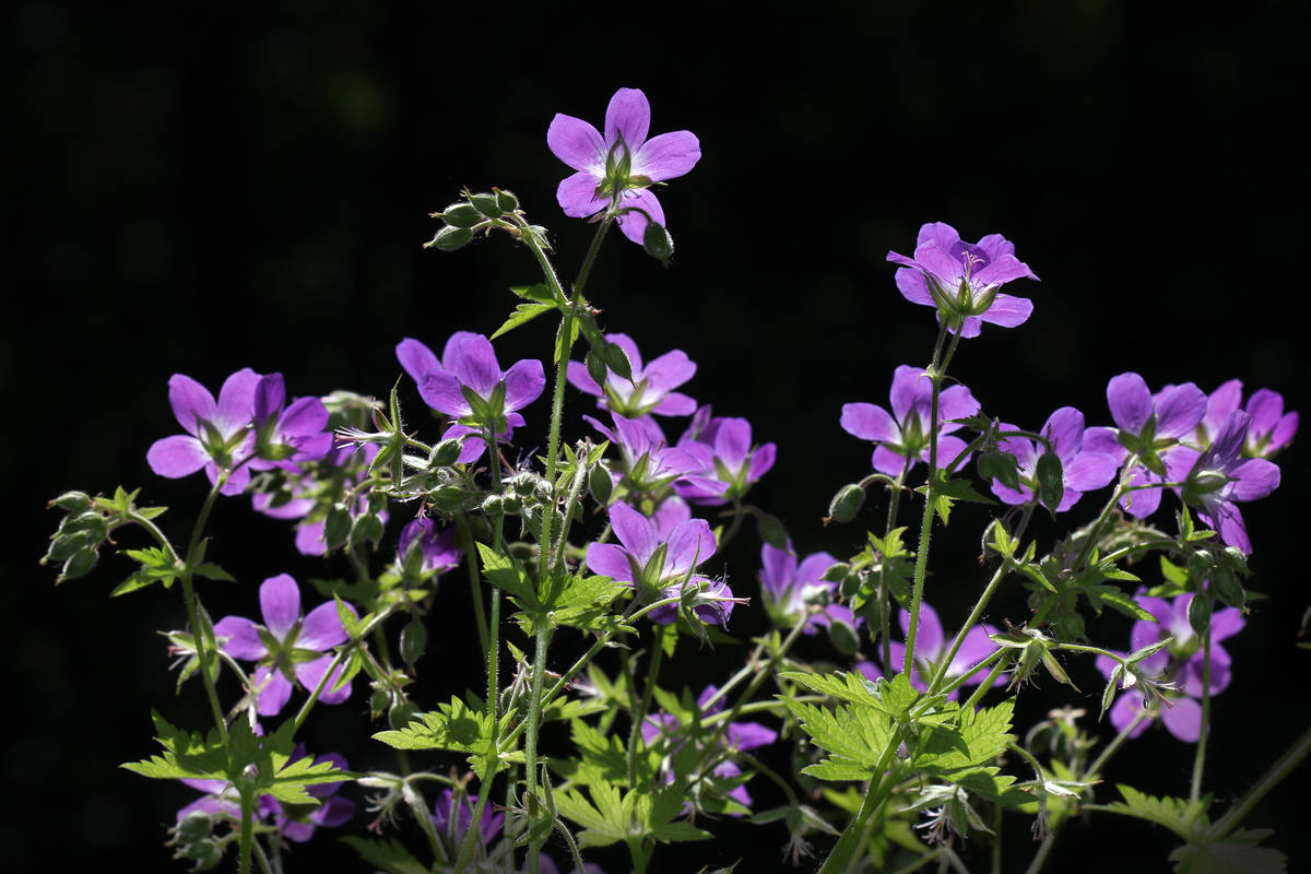 Image of Geranium sylvaticum specimen.