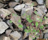 Geranium rotundifolium