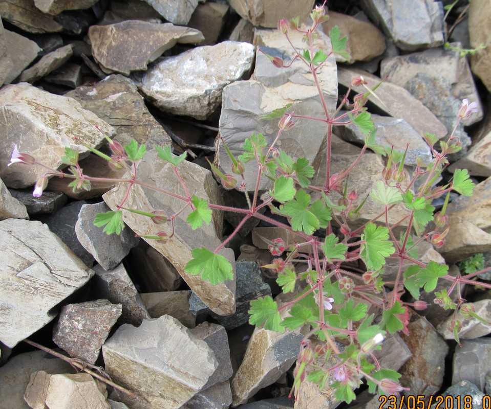 Image of Geranium rotundifolium specimen.