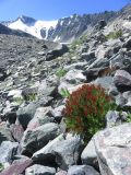 Rhodiola quadrifida. Цветущее растение. Республика Алтай, Усть-Коксинский р-н, природный парк \"Белуха\", долина ледника Текелю, выс. 2500 м н.у.м., каменистый склон конечной морены. 30.07.2018.