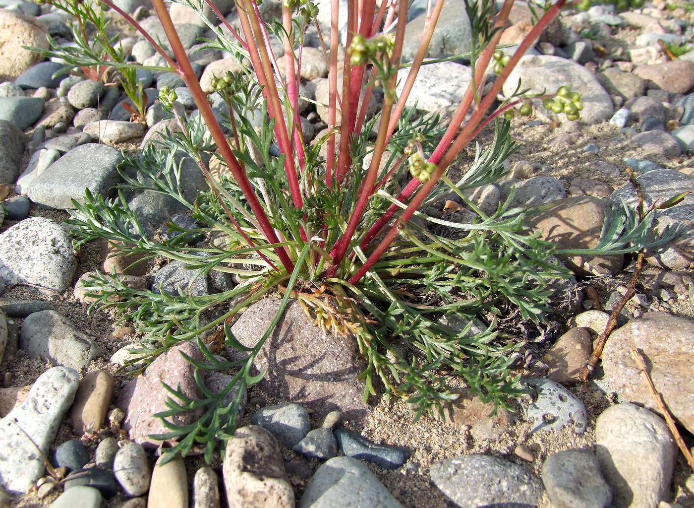 Image of Artemisia borealis specimen.