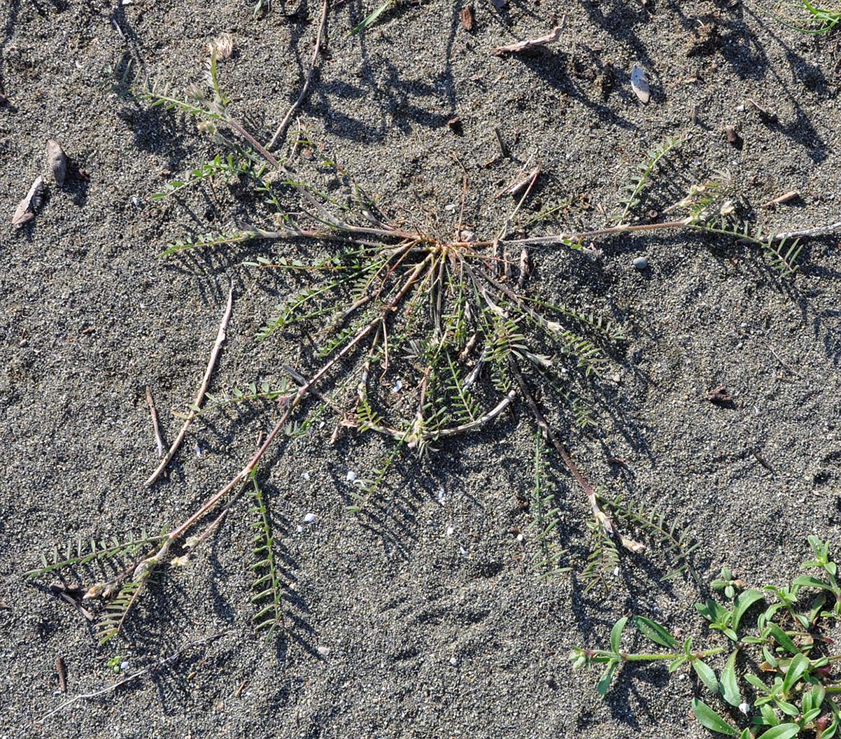 Image of genus Onobrychis specimen.