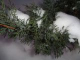 Juniperus sabina