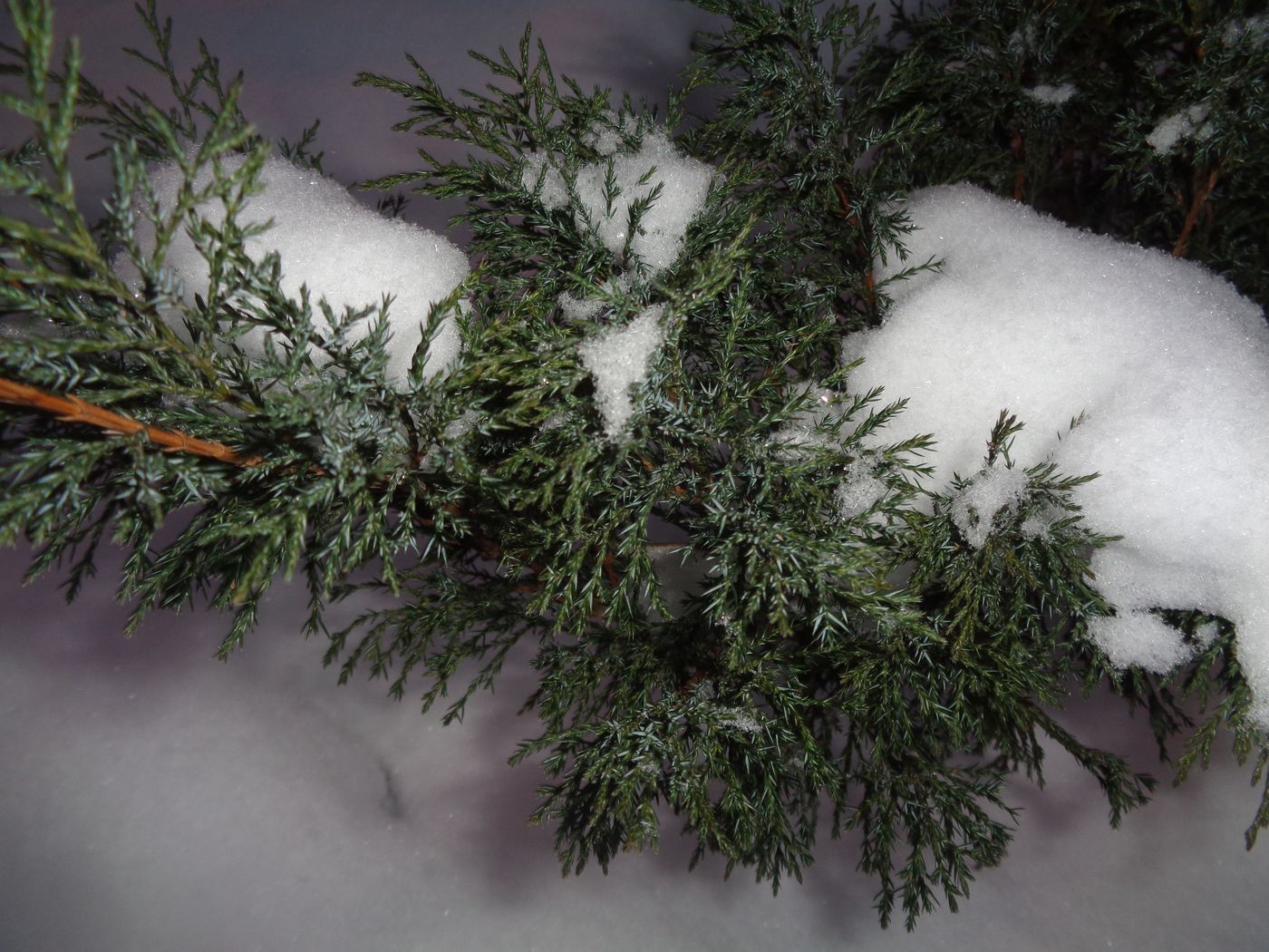 Image of Juniperus sabina specimen.