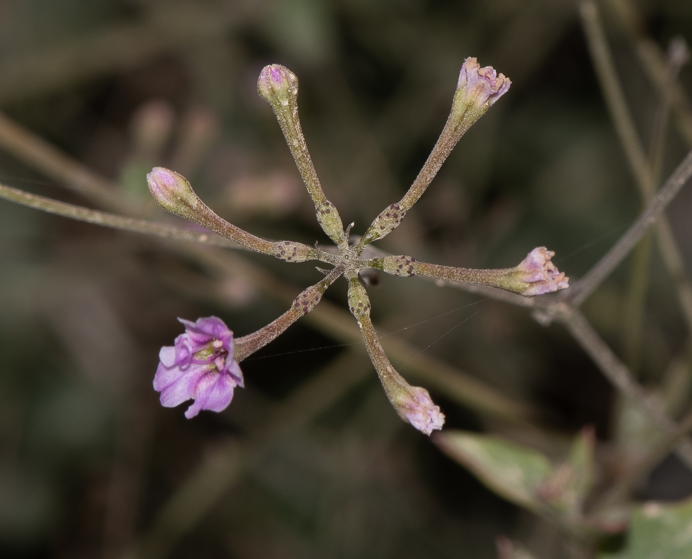 Изображение особи Commicarpus sinuatus.