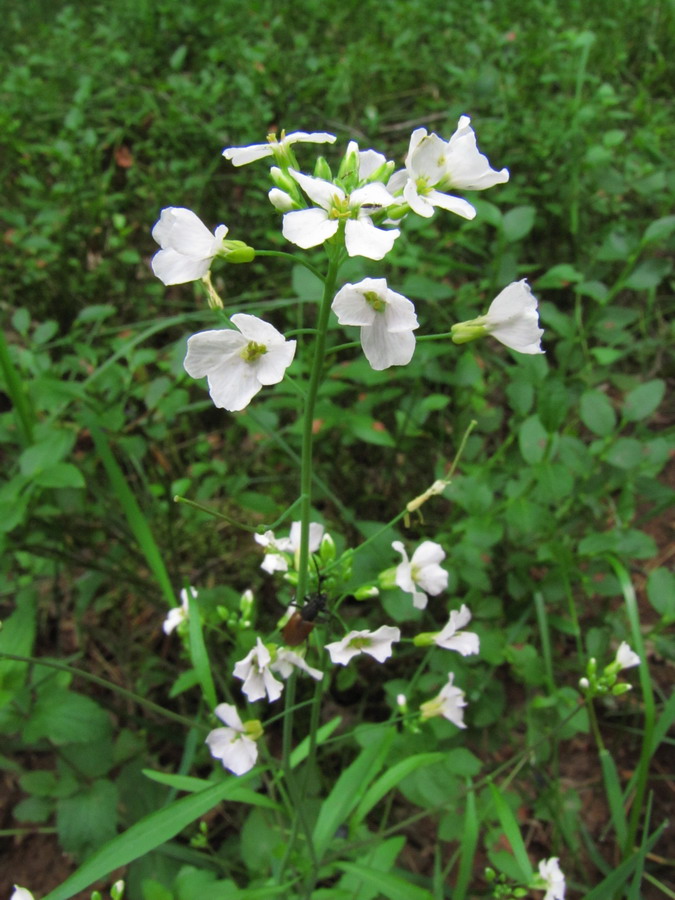 Изображение особи род Cardamine.