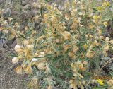 Phlomis orientalis