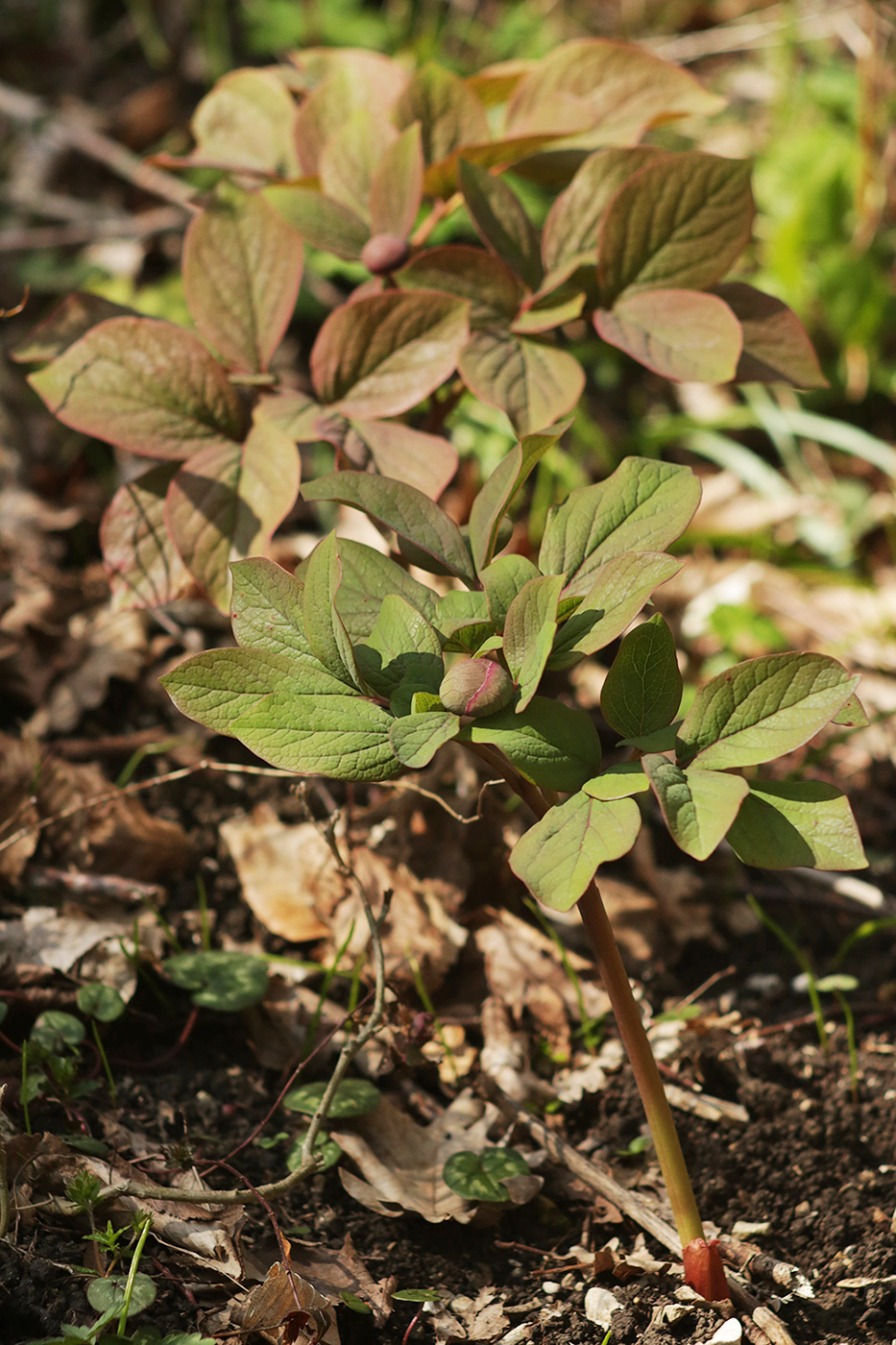 Изображение особи Paeonia caucasica.