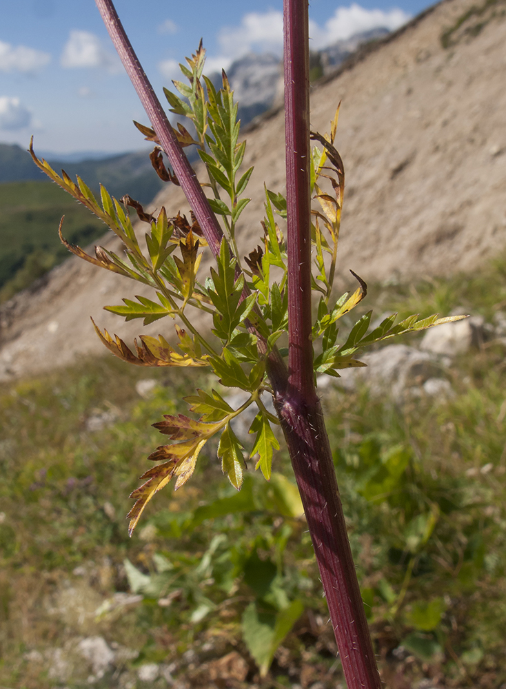 Image of Chaerophyllum aureum specimen.