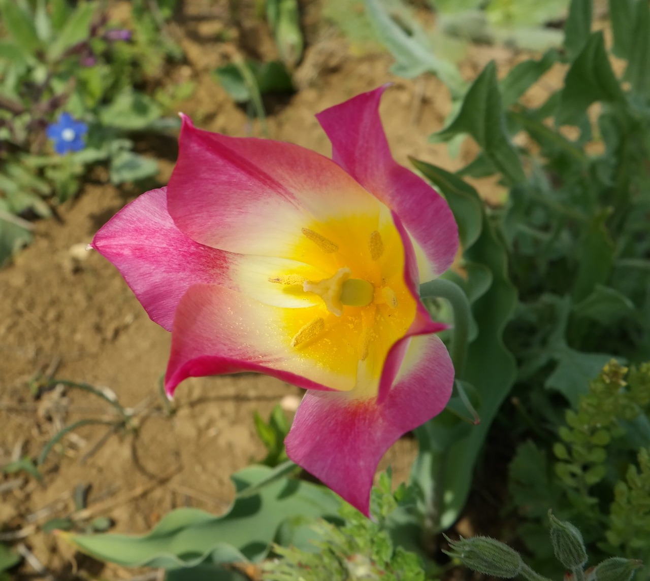 Изображение особи Tulipa suaveolens.