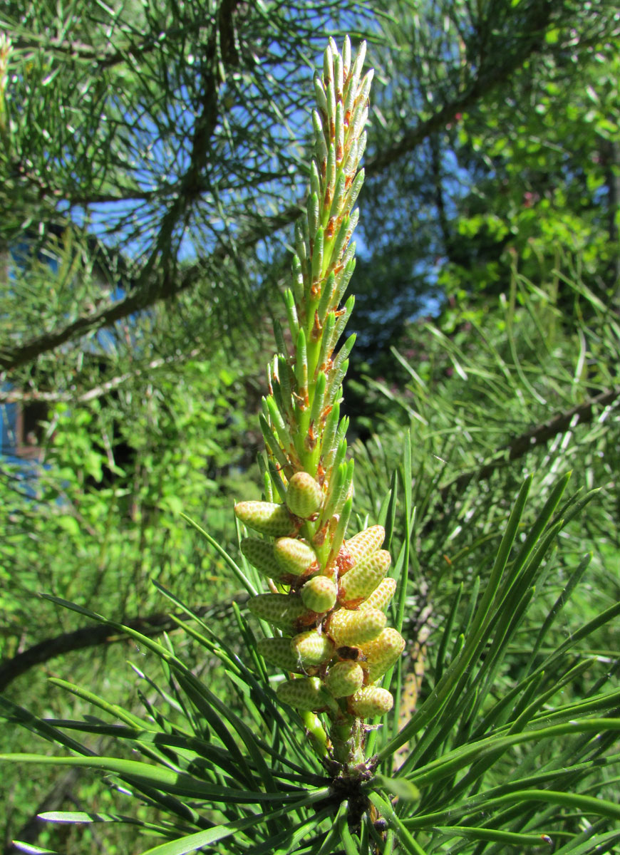 Image of Pinus contorta specimen.