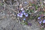 Veronica liwanensis. Цветущее растение. Грузия, край Самцхе-Джавахети, Боржомский муниципалитет, окр. крепости Мокцевис-Цихе, вершина скального выхода на левом берегу реки. 14.04.2019.