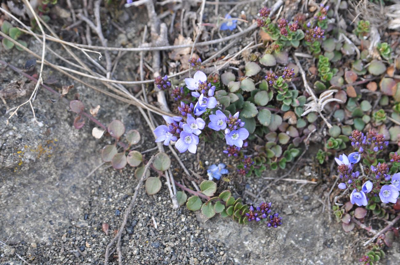 Изображение особи Veronica liwanensis.