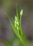 Stellaria holostea. Соцветие в бутонах. Тверская обл., Весьегонский р-н, окр. дер. Противье, берег р. Сыроверка, хвойный лес с участием Betula. 07.05.2019.