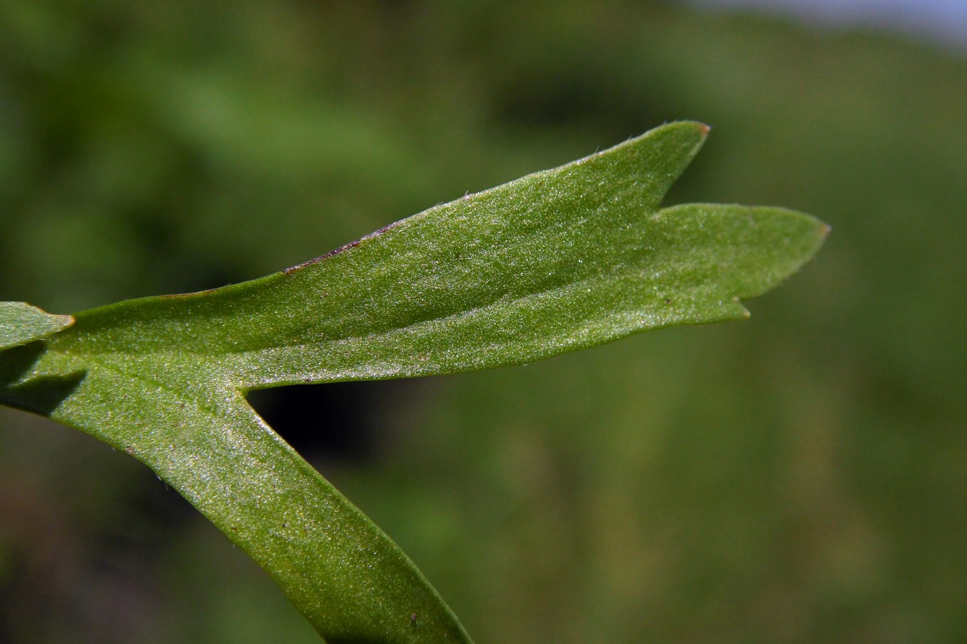 Image of Ranunculus arvensis var. tuberculatus specimen.