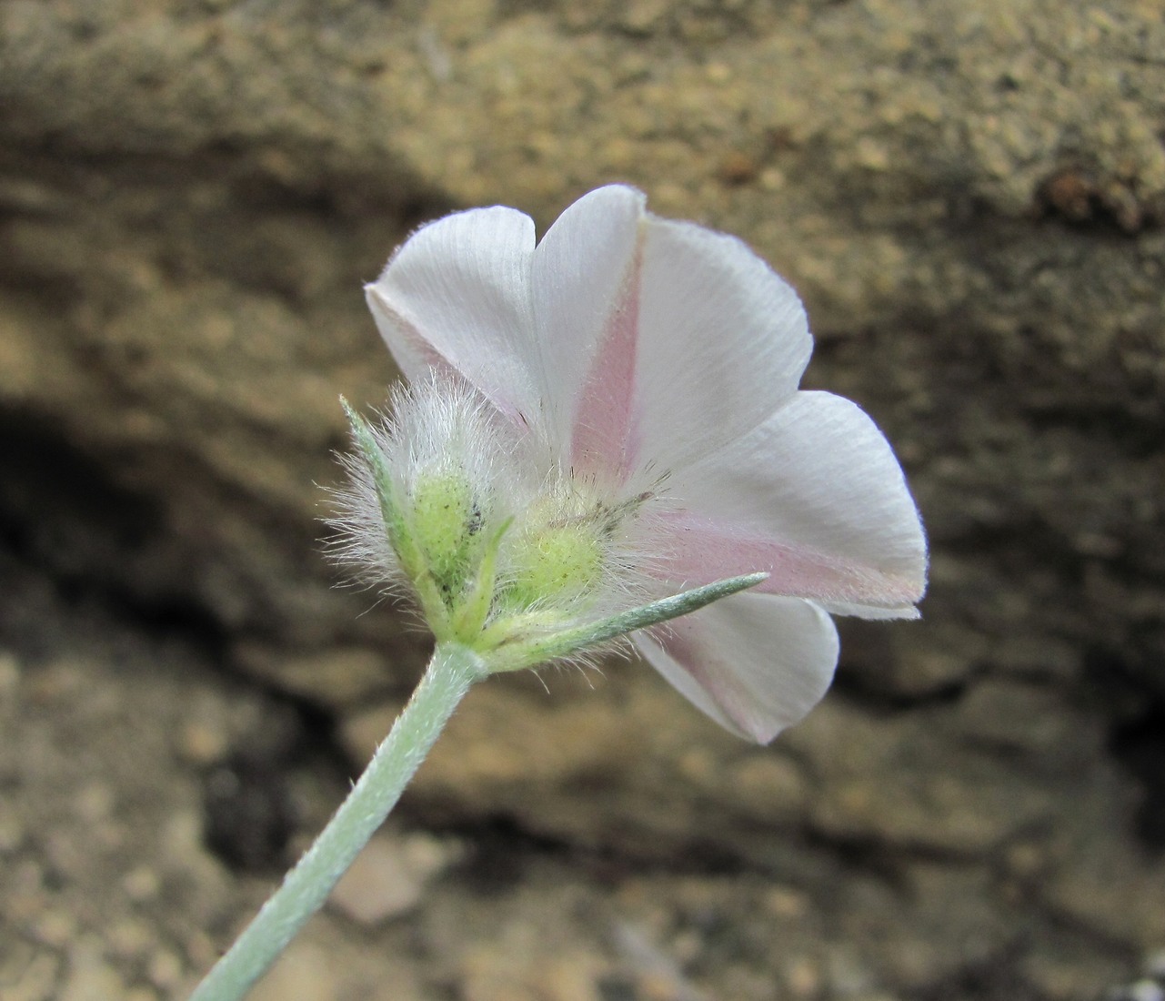 Изображение особи Convolvulus ruprechtii.