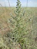 Echium biebersteinii