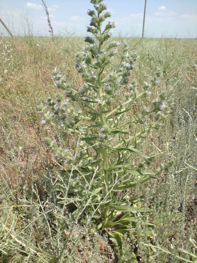 Изображение особи Echium biebersteinii.