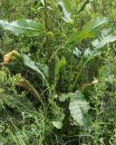 genus Rumex. Нижняя часть растения. Казахстан, Восточно-Казахстанская обл.; Западный Алтай, скл. Ульбинского хребта, окр. с. Ушановское. 23.06.2019.