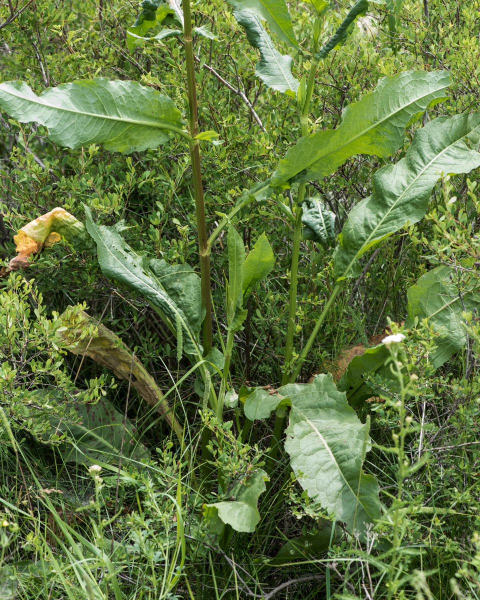 Image of genus Rumex specimen.