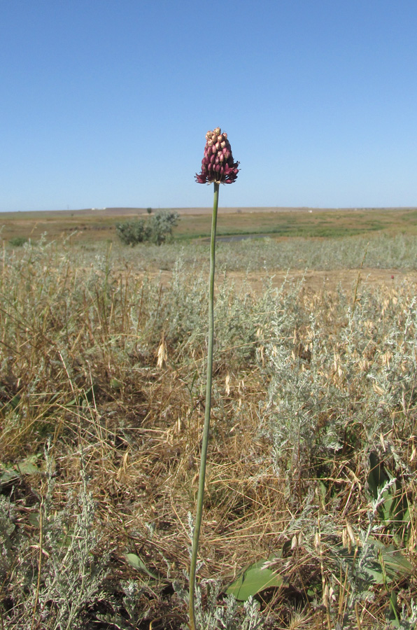 Image of Allium regelianum specimen.