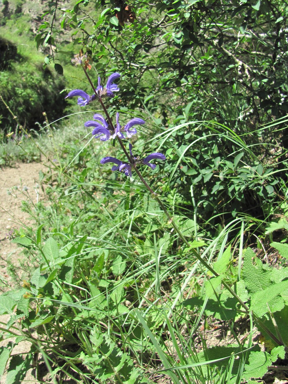 Image of Salvia kuznetzovii specimen.