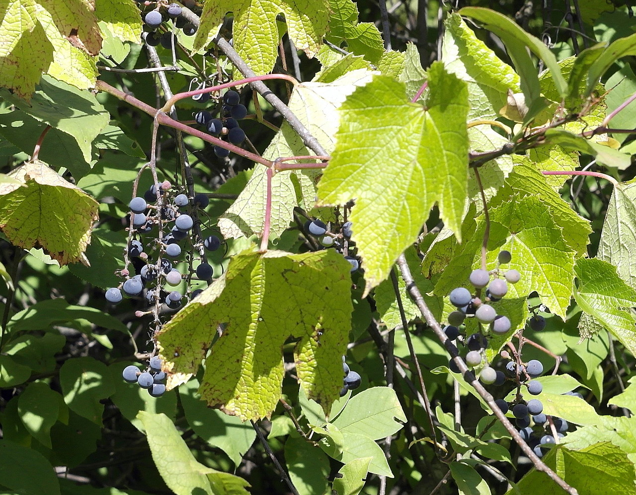 Image of Vitis gmelinii specimen.