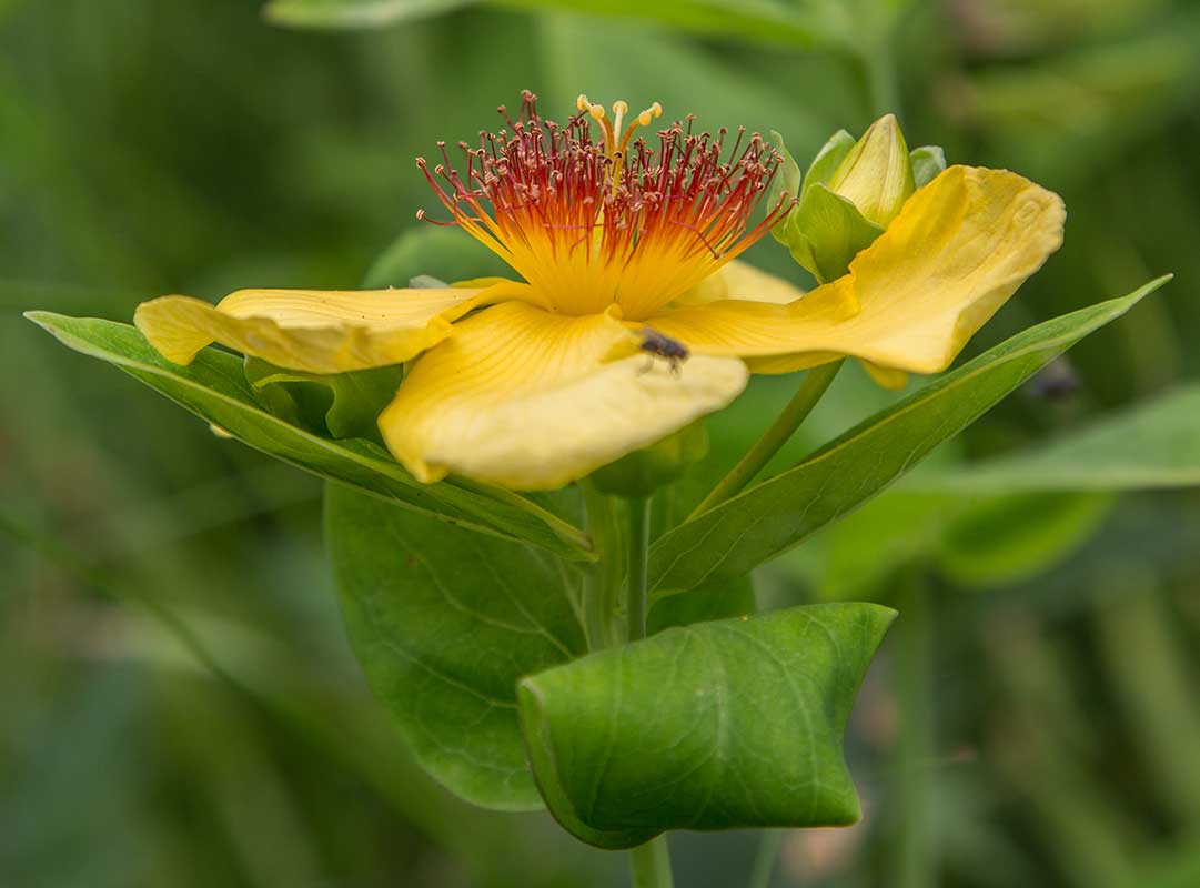 Изображение особи Hypericum ascyron.