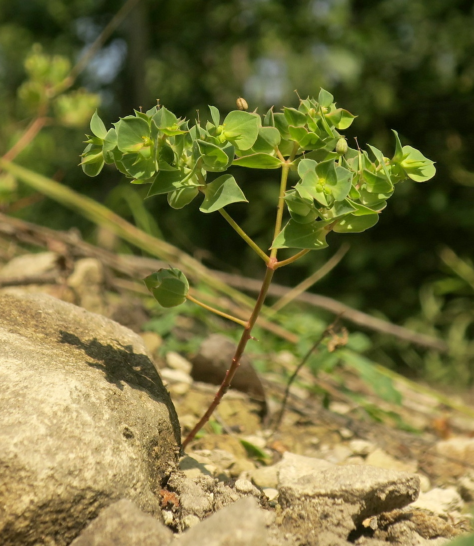 Image of Euphorbia falcata specimen.