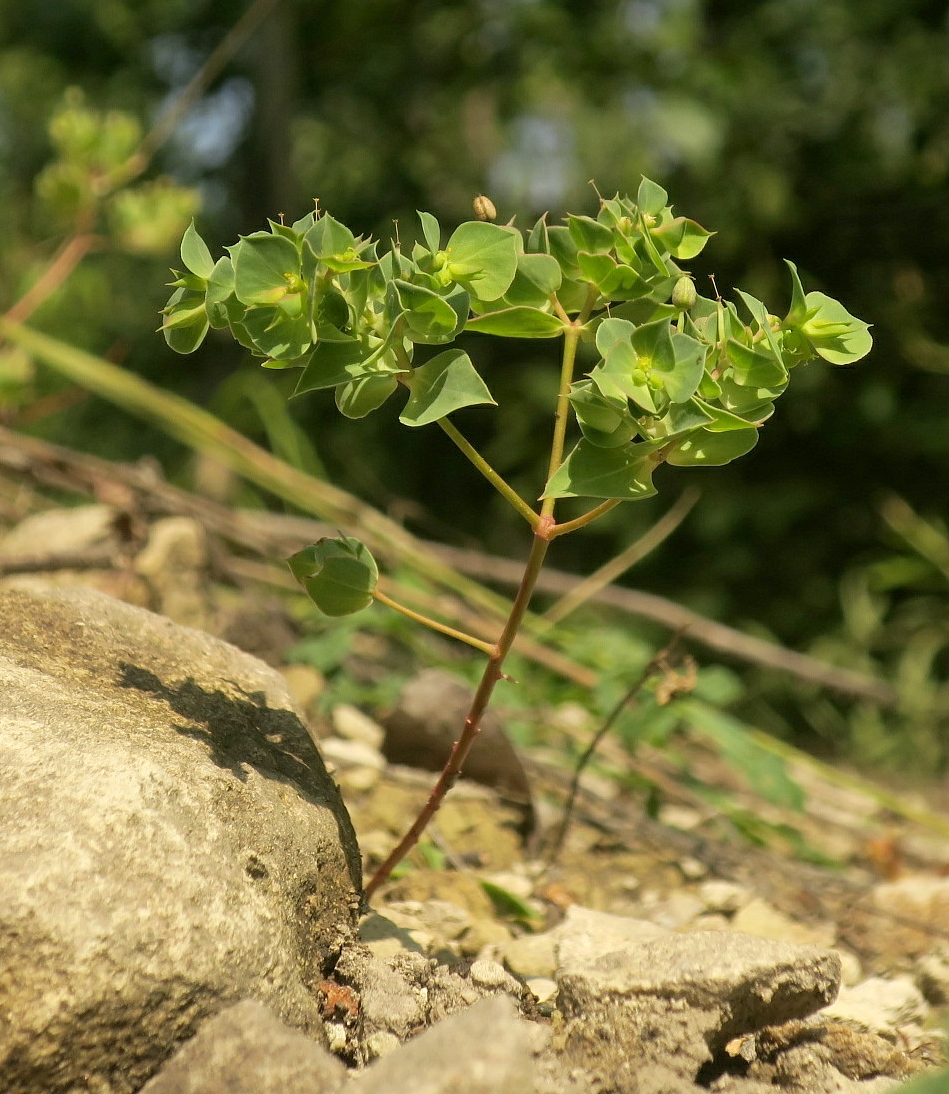 Изображение особи Euphorbia falcata.