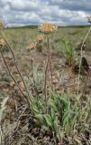 Aster serpentimontanus