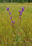 Campanula glomerata. Цветущее растение. Челябинская обл., Сосновский р-н, долина р. Миасс, окр. с. Кайгородово, залежь на опушке березняка. 08.08.2019.