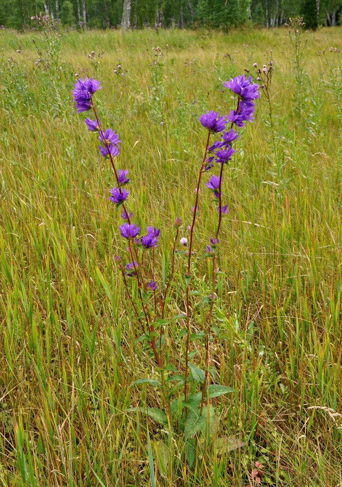 Image of Campanula glomerata specimen.