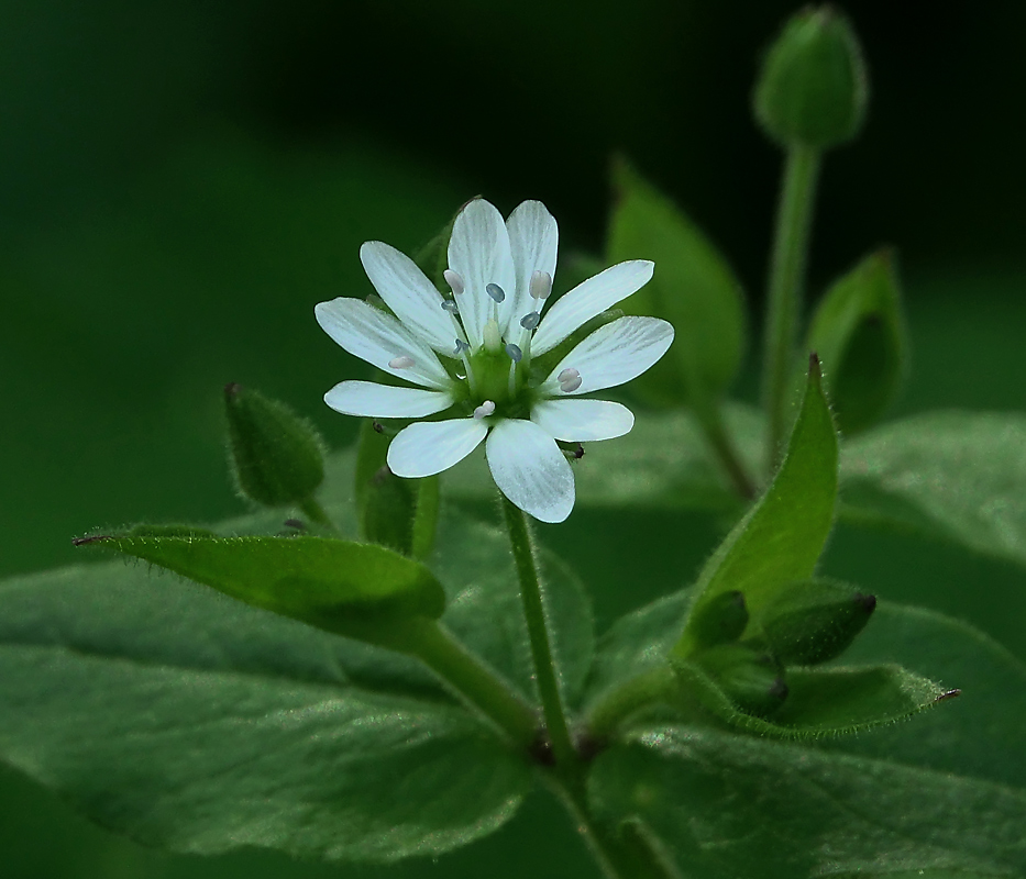 Image of Myosoton aquaticum specimen.