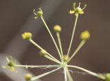 Eriosynaphe longifolia