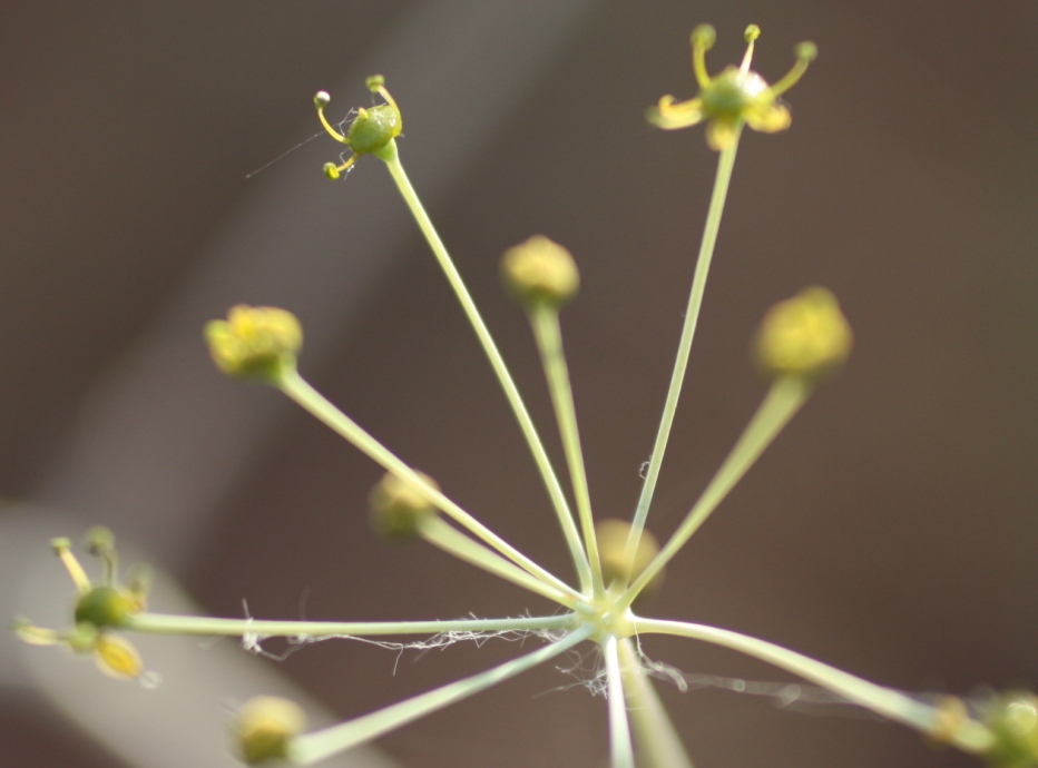 Image of Eriosynaphe longifolia specimen.