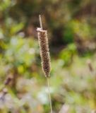 Phleum pratense