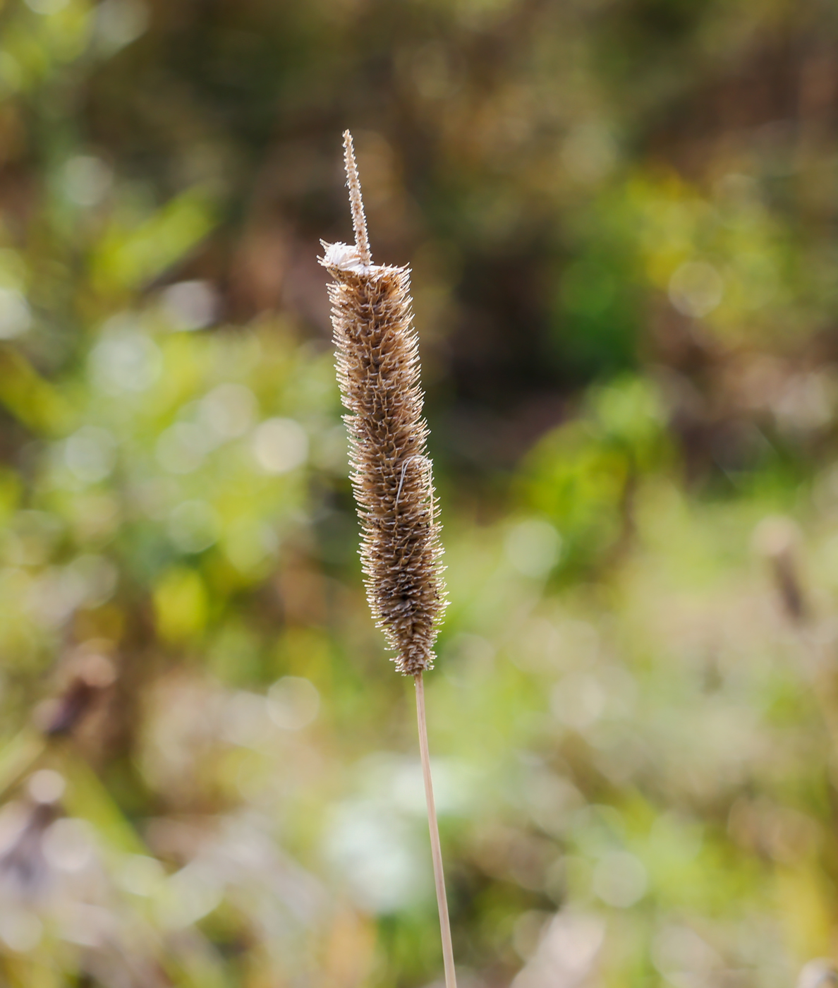 Image of Phleum pratense specimen.