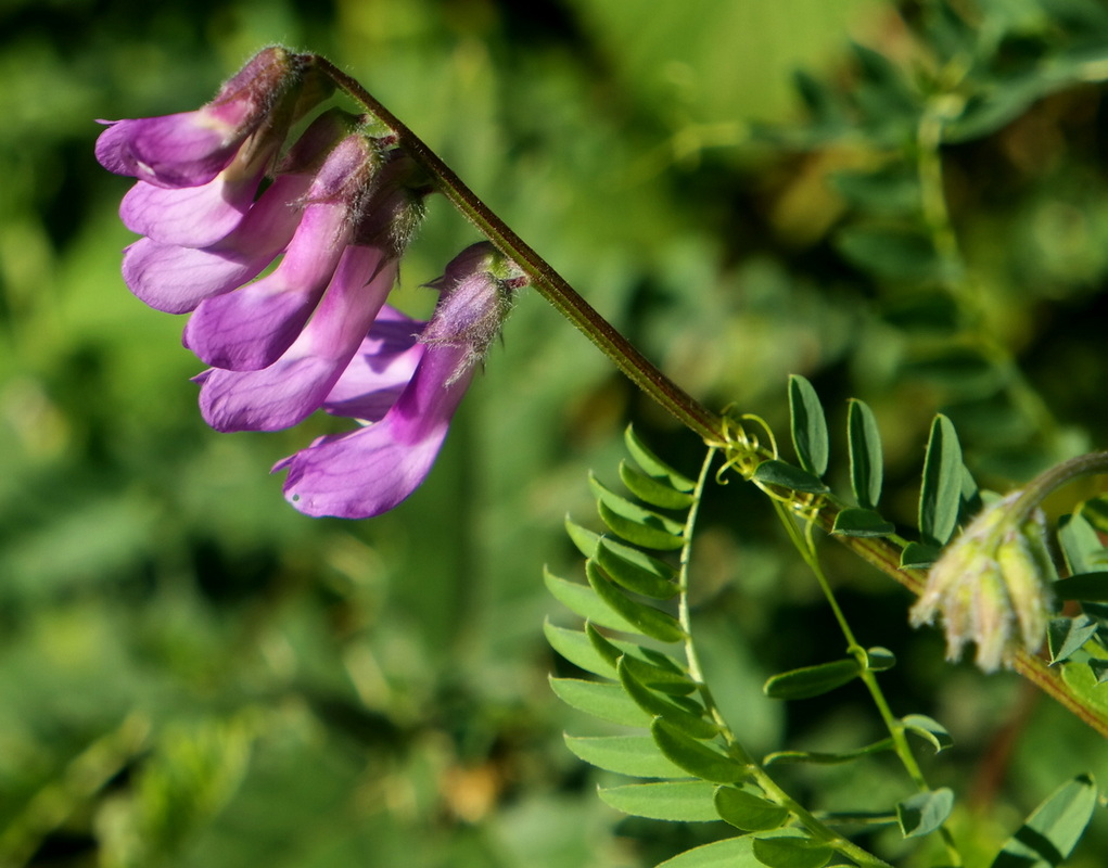 Изображение особи Vicia sosnowskyi.