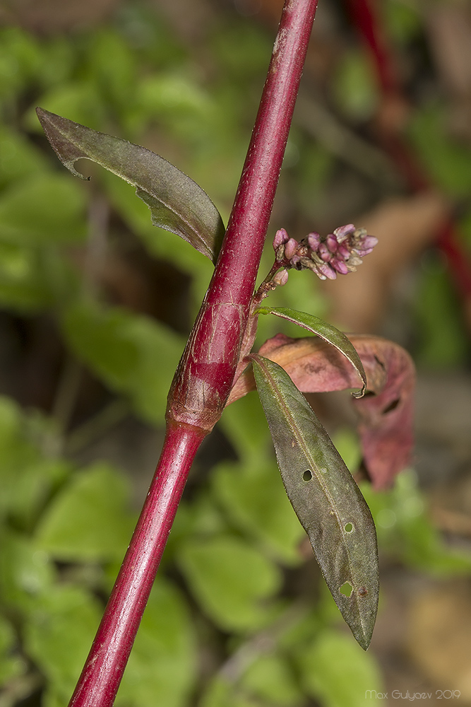 Image of Persicaria lapathifolia specimen.