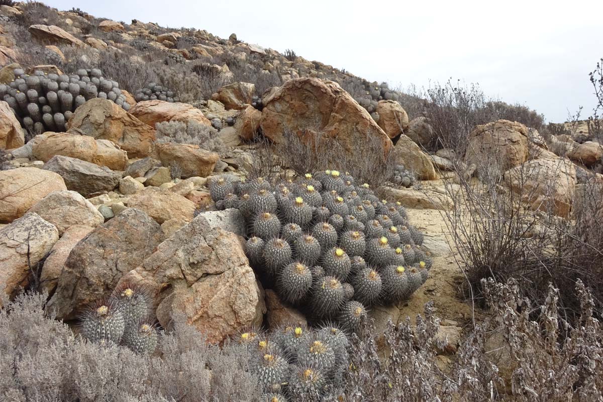 Image of Copiapoa cinerea specimen.