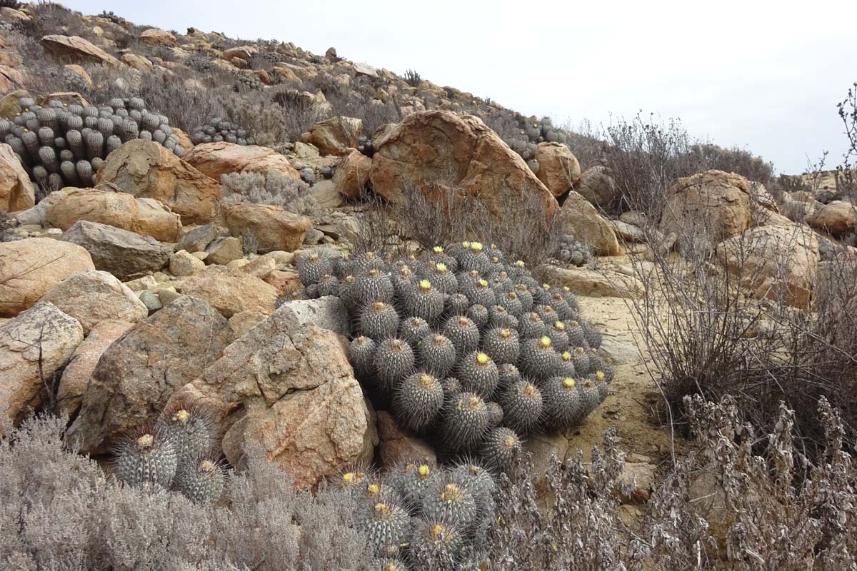 Изображение особи Copiapoa cinerea.