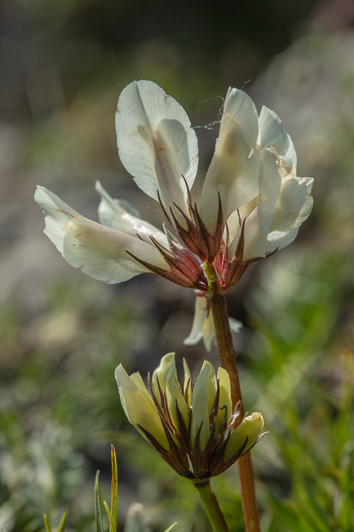 Изображение особи Trifolium polyphyllum.