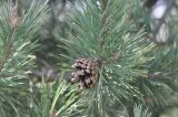 Pinus sylvestris подвид hamata. Ветвь с шишкой. Грузия, край Самцхе-Джавахети, окр. с. Цкордза, вершина горы. 27.04.2019.
